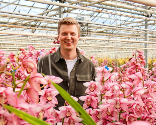 Prins Orchidee
